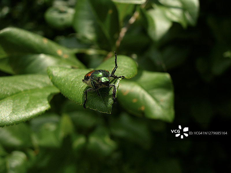 树叶上的金色甲虫图片素材