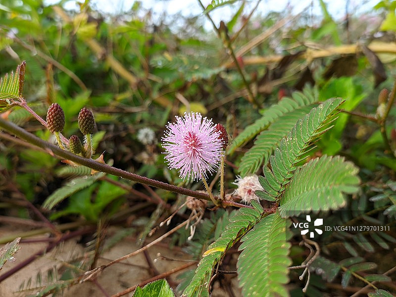 热带婆罗洲野生含羞草图片素材