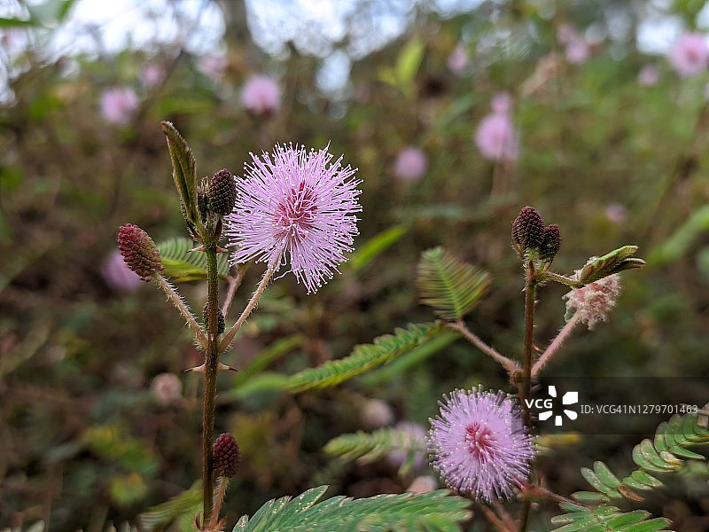热带婆罗洲野生含羞草图片素材