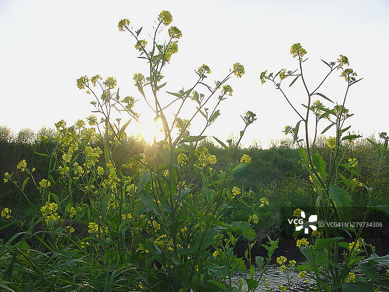 油菜花在夕阳下闪闪发光图片素材