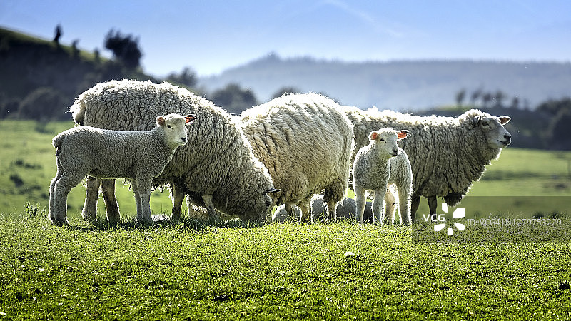 新西兰的草地上吃草的一群绵羊和新生羊羔图片素材
