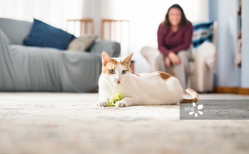 坐在地板上的漂亮猫咪图片素材