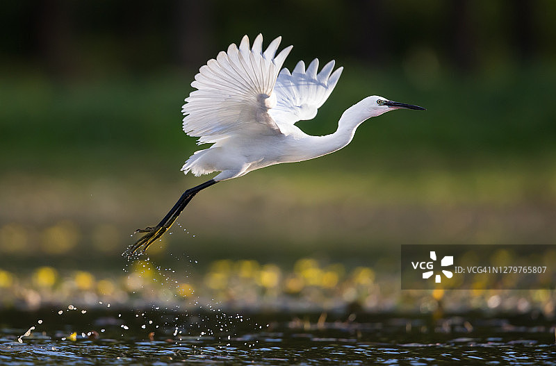 小白鹭在池塘上空飞翔图片素材