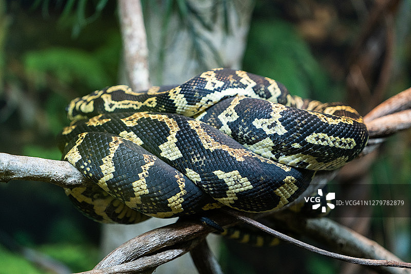 树上的澳大利亚地毯蟒蛇图片素材