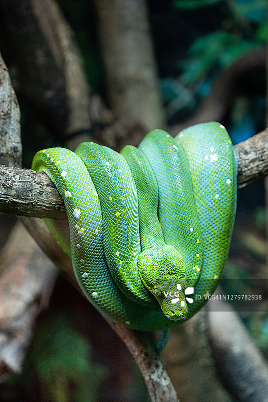 树上的澳洲绿树蟒蛇特写图片素材