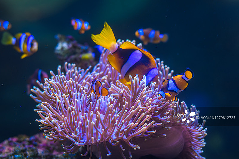 水族箱中彩色热带鱼的特写镜头图片素材