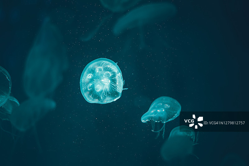 水族馆水母的特写图片素材