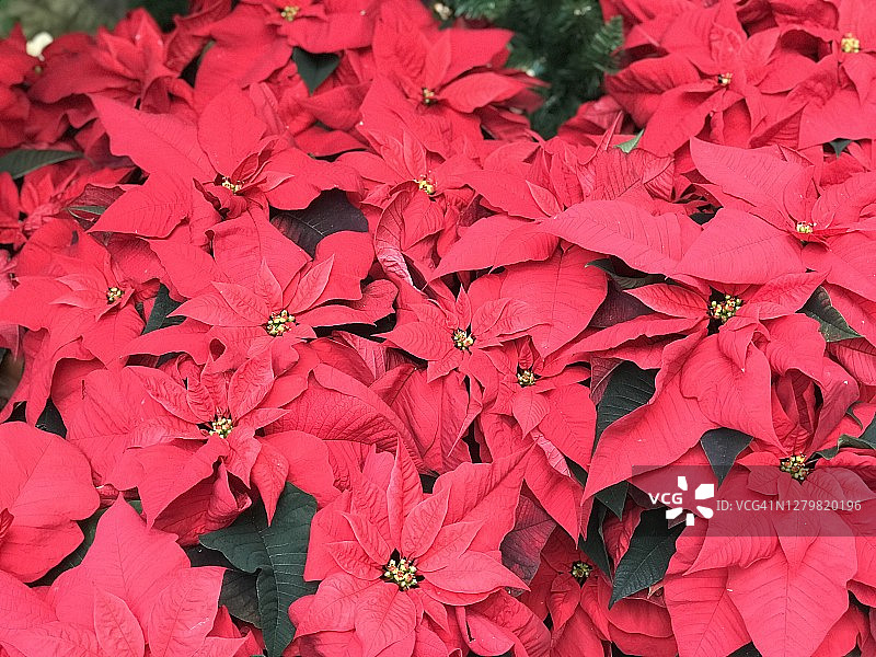 满框红色圣诞一品红图片素材