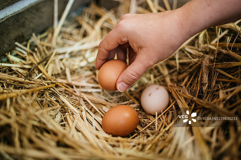 手持农场新鲜有机鸡蛋图片素材