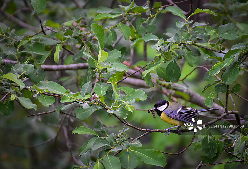 大山雀嘴里叼着一条虫子，栖息在绿叶树上图片素材