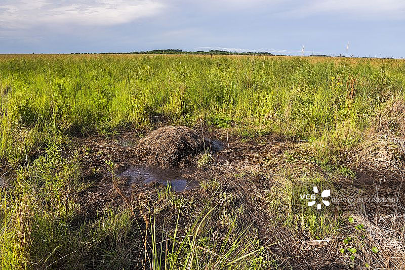 凯门鳄，伊贝拉湿地，阿根廷科连特斯省图片素材