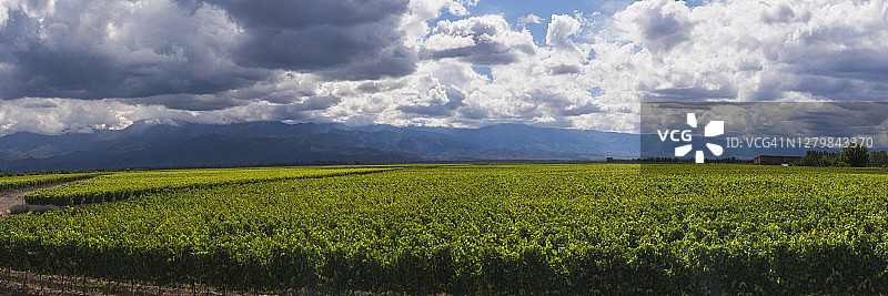 阿根廷门多萨省乌科山谷的葡萄园图片素材