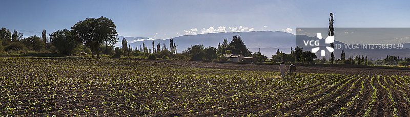 农民在阿根廷卡奇山谷安第斯山脉的田野里耕种图片素材
