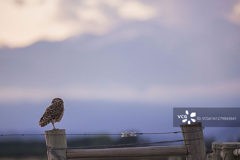 穴鸮，小猫头鹰，门多萨，阿根廷门多萨省，南美洲图片素材