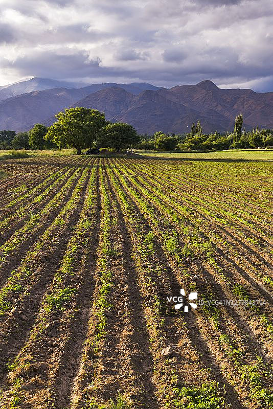 卡奇山谷农田风光（阿根廷北部萨尔塔省）图片素材
