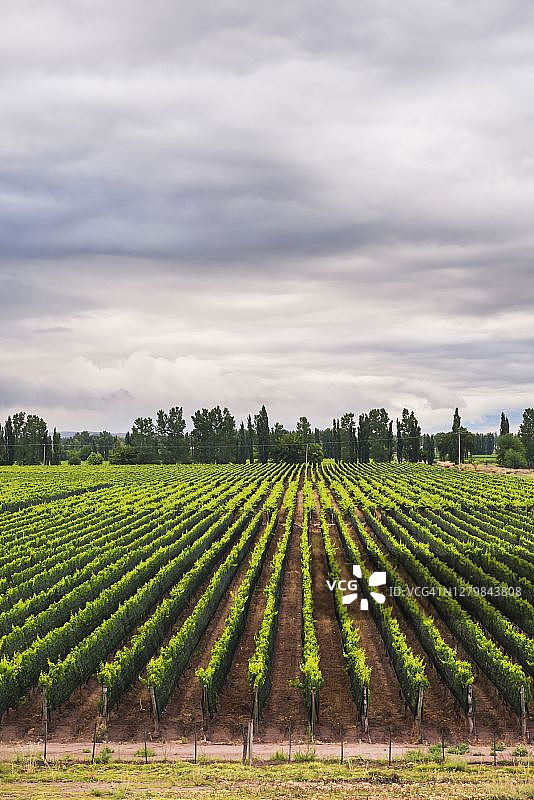 阿根廷门多萨省葡萄园图片素材