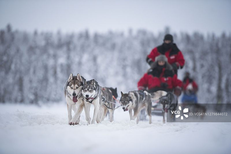在寒冷的冰雪覆盖的冬季景观中，哈士奇兴奋地参加哈士奇狗拉雪橇冒险之旅，地点：芬兰拉普兰Torassieppi图片素材