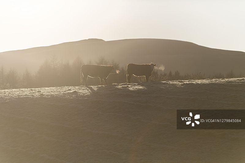 寒冷冬季的奶牛，位于英国苏格兰高地图片素材