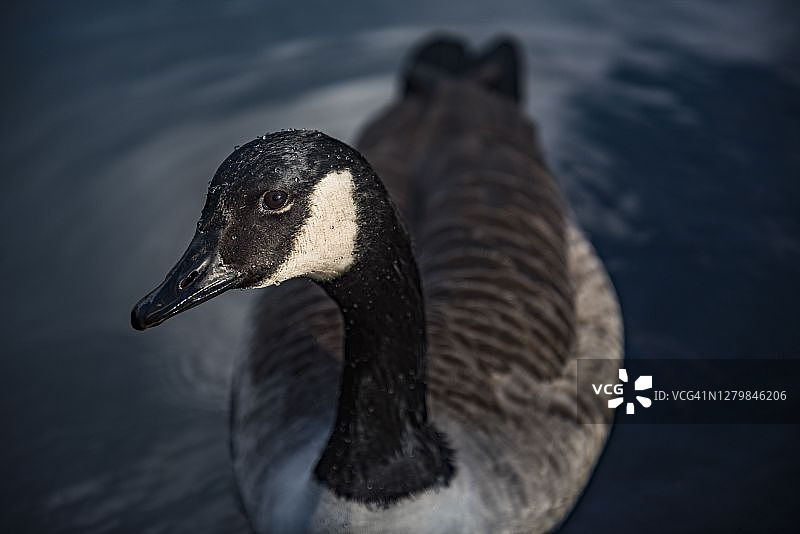 秋季伦敦摄政公园里的加拿大雁图片素材