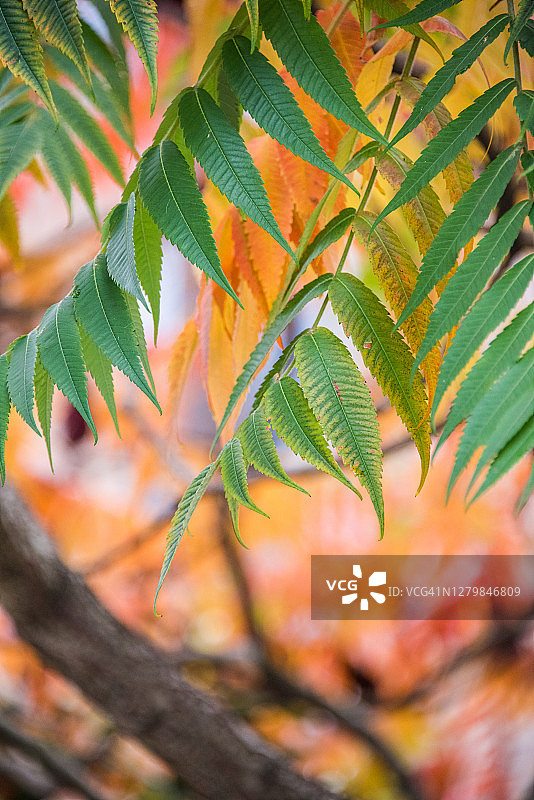 秋叶漆树枝图片素材