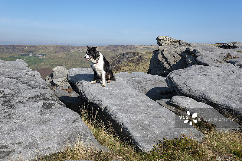 在格林菲尔德多夫斯通水库迪恩岩石上的柯利犬图片素材