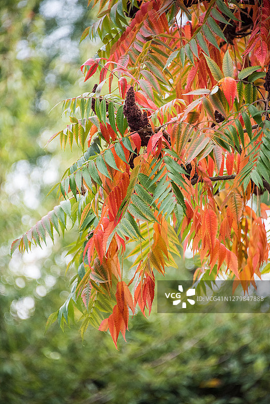 秋叶漆树枝图片素材