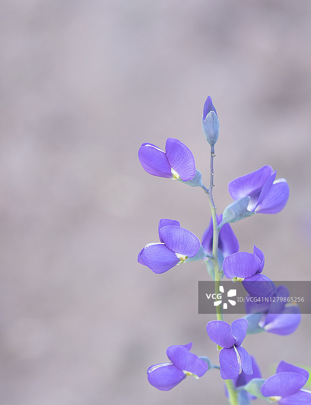 南方蓝靛果图片素材