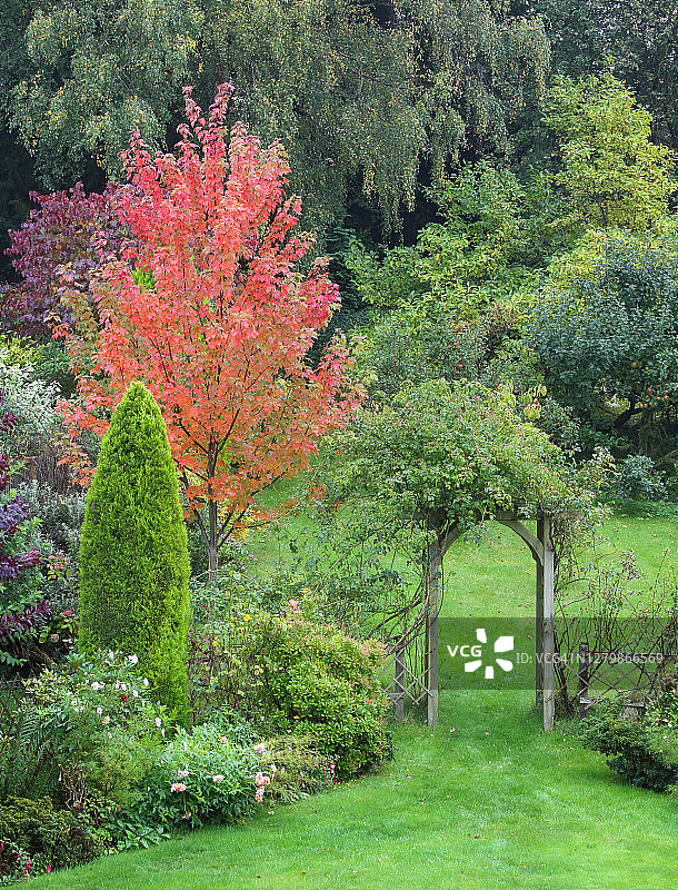 秋叶中色彩斑斓的枫树，英式家庭花园图片素材