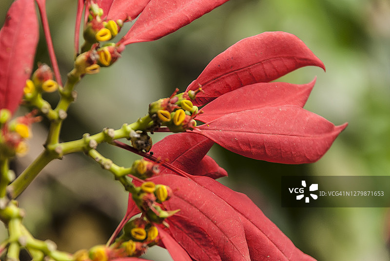 一品红图片素材