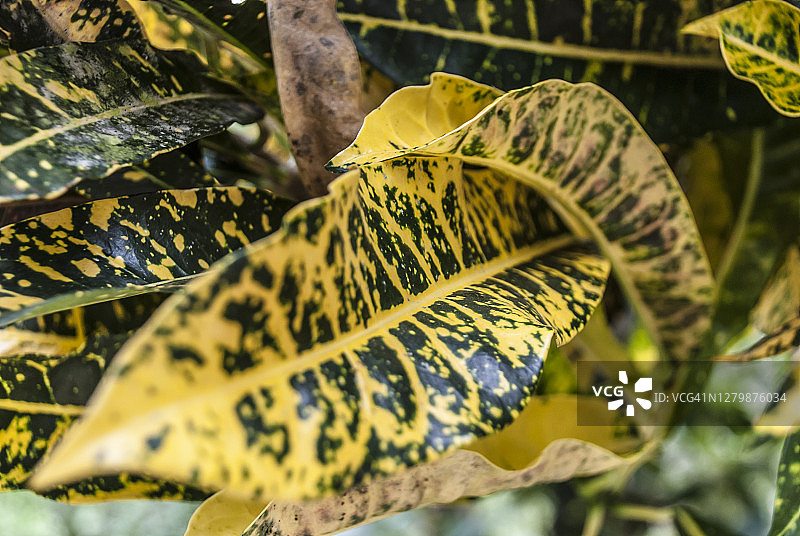 龙血树图片素材