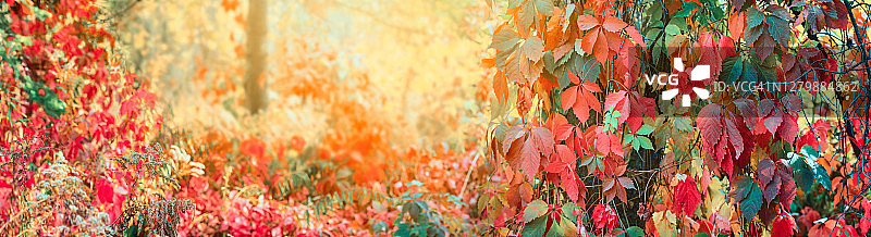 秋季风景banner：攀爬树干的常春藤图片素材