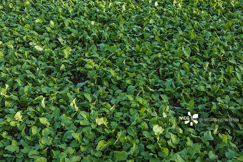 德国杜塞尔多夫郊区蔬菜种植农场背景图片素材