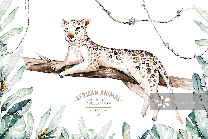 水彩画猎豹，非洲野生猫科动物白色背景插画图片素材