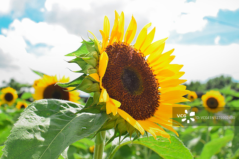向日葵图片素材