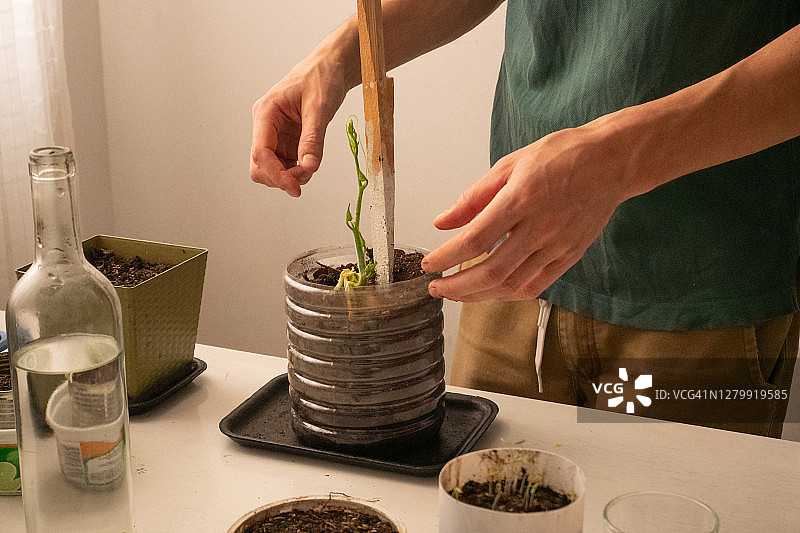 在白色桌子上园艺的白人男子和一些盆栽植物图片素材