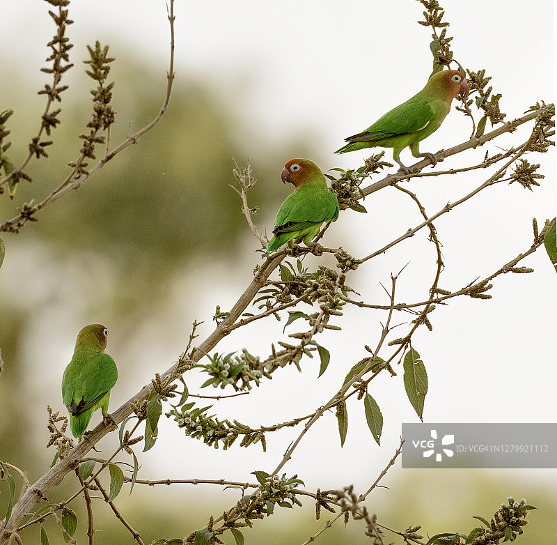 赞比亚树枝上的情侣鹦鹉图片素材