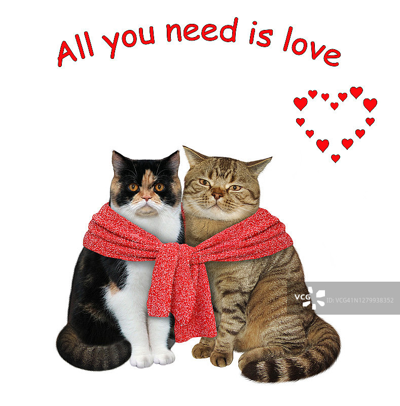 两只猫系着红围巾图片素材