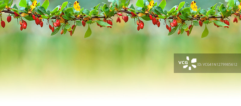 模糊背景上的带浆果的伏牛花枝（带文本区域）图片素材
