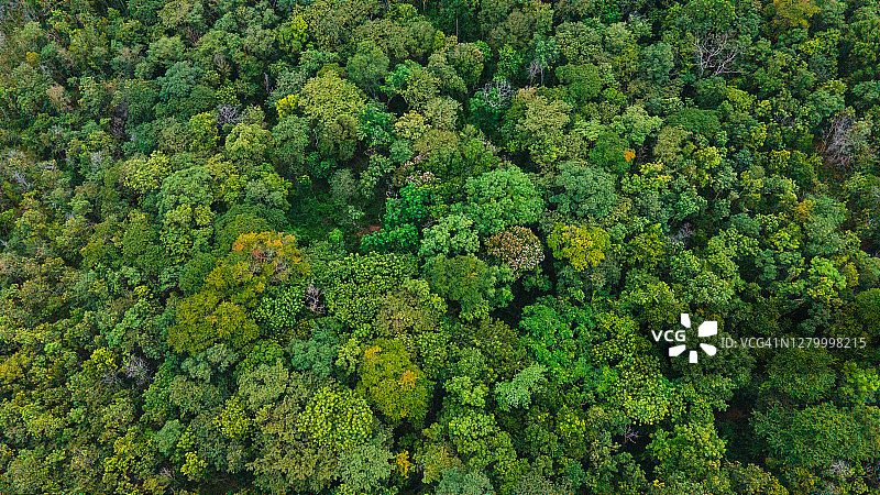 俯瞰秋日森林图片素材