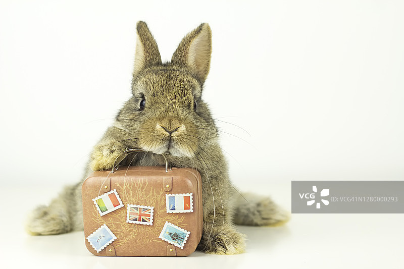 旅行动物图片素材