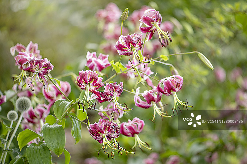 美丽的粉色夏季花朵：‘黑色美人’百合图片素材