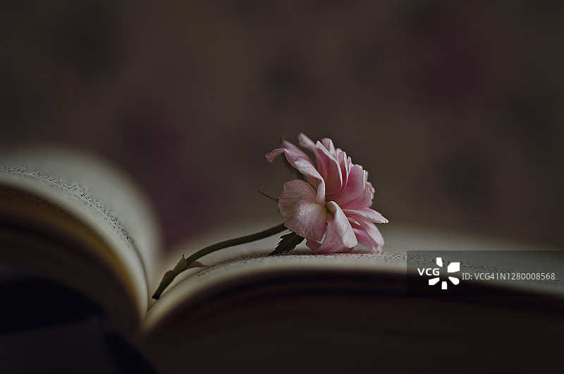 小玫瑰图片素材