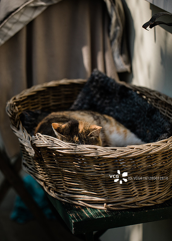 猫咪在花园里睡觉，把头藏在篮子里图片素材