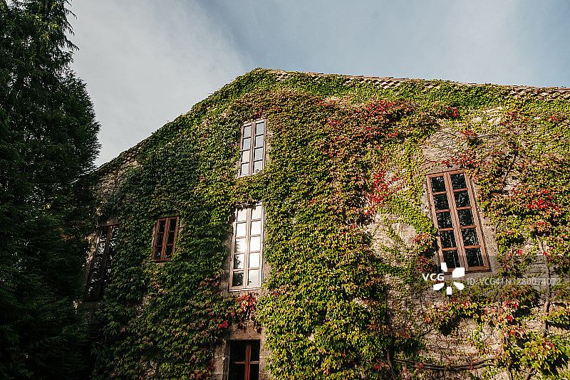 覆盖着常春藤的房屋外观图片素材