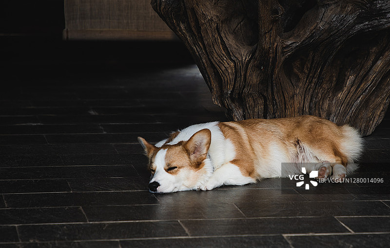 柯基犬在地板上小憩图片素材