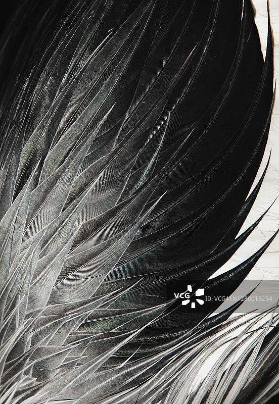 灰色鹤羽背景图片素材