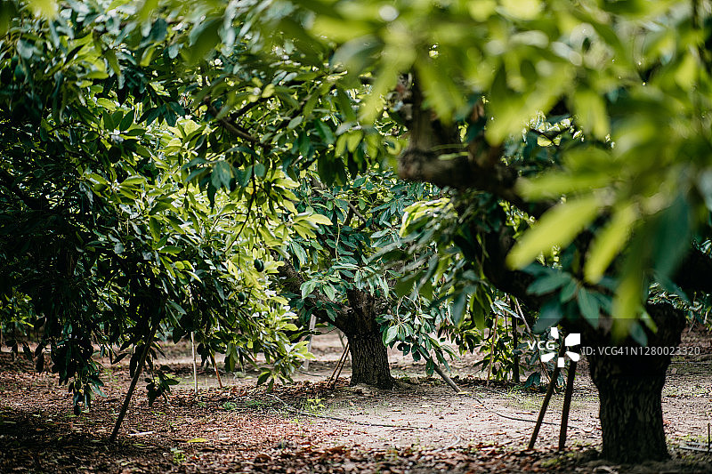哈斯牛油果田图片素材