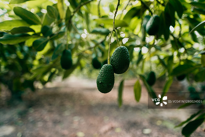 树上悬挂的哈斯牛油果图片素材