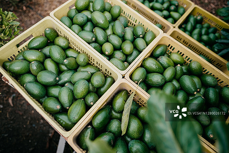 整箱的哈斯牛油果图片素材