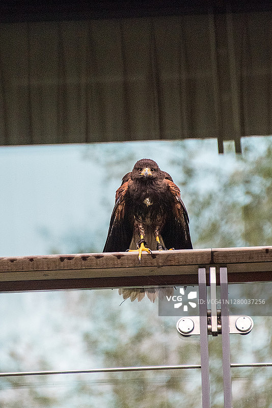 栖息在阳台上的哈里斯鹰图片素材